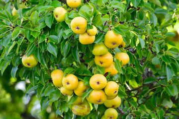 Alter Birnbaum an der Stra&szlig;e
