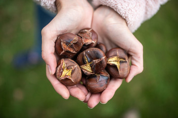 Handful of delicious roasted chestnuts