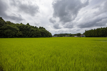 稲田　稲　水田　棚　棚田　老後　定住　定年