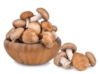 Shitake Mushrooms on white background