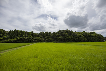 稲田　稲　水田　棚　棚田　老後　定住　定年