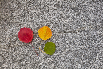 Autumn Colorful Wood Leaves. Red, yellow and green. The background is gray stone.