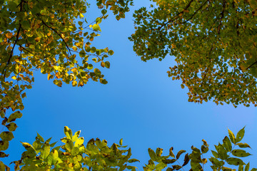 autumn leaves on blue sky background