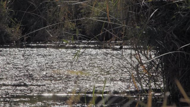 Duck swims in Azraq Wetland Reserve, Jordan. Close view. 4K