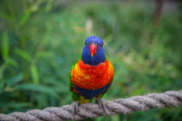 Colorful Bird perched on a rope in the jungle