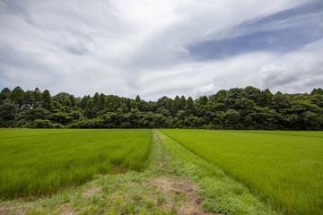 稲田　稲　水田　棚　棚田　老後　定住　定年