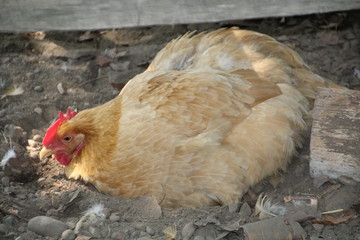 Hen On The Ground, Fort Edmonton Park, Edmonton, Alberta