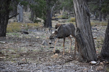 Grand Canyon Wildlife