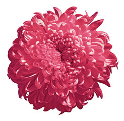 flower cerise chrysanthemum  isolated on white background. Flower bud close up.  Nature.