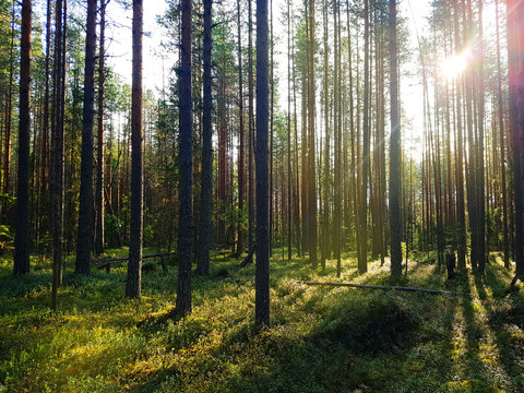 Fototapeta Pine forest in Karelia with sunshine and green moss