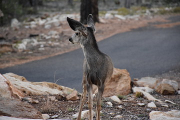 Grand Canyon Wildlife