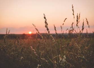 sunset in the fields