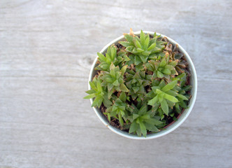 succulente,plante en pot
