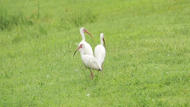 Three white ibises on the lookout forming a triangle