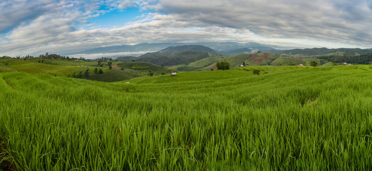 Pa Bong Piang Rice Terraces, Chiang Mai,Thailand.