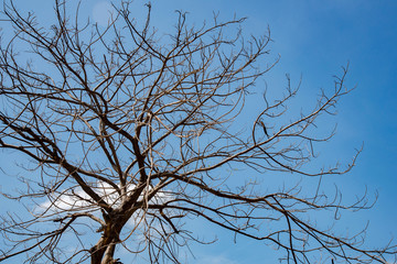 Dry tree sky background