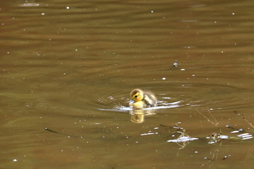 Small ducks at the lake