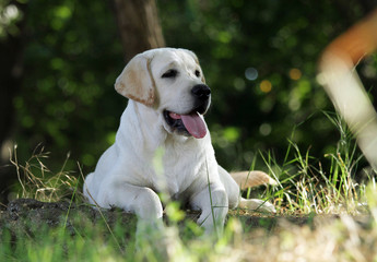 a yellow labrador in the park