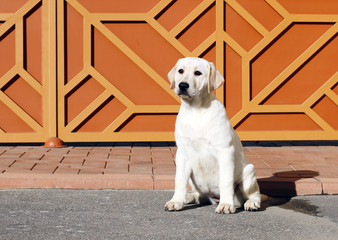yellow labrador in the park