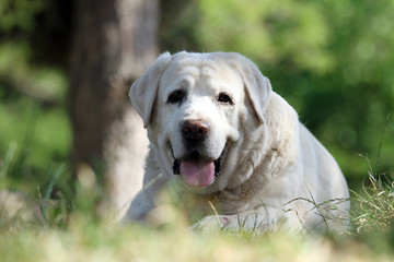 the yellow labrador in the park