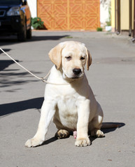 a sweet yellow labrador in the park