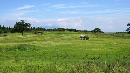 Fototapeta na wymiar 阿蘇の草原に放牧された馬、日本の九州、熊本県の阿蘇山