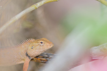 lizard on the tree