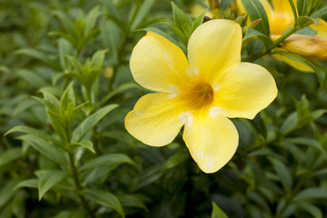 Fototapeta na wymiar Nature flower Fresh yellow of Allamanda and green leaveds in garden.