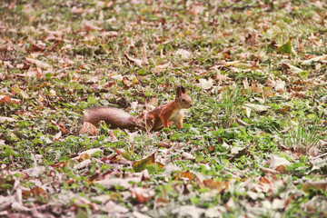 Squirrel in the autumn park