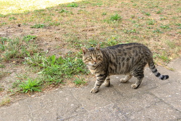 gray cat isolated on a meadow