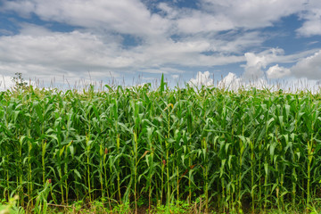 Obraz premium Corn field under blue sky.