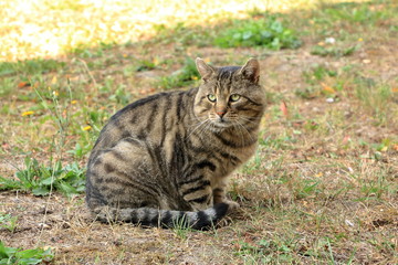 gray cat isolated on a meadow