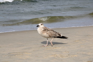 gull in close up