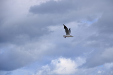 Fototapeta na wymiar gull in close up