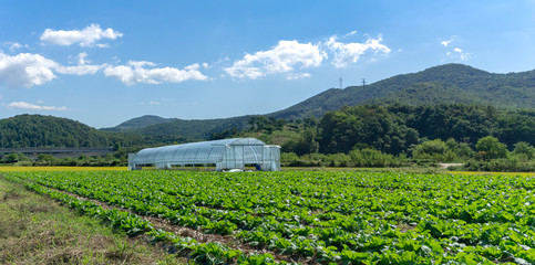 Fototapeta na wymiar Green vegetable garden with green house and mountain in the background.