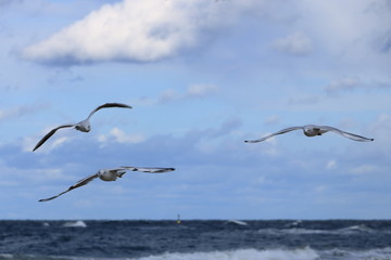gull in close up