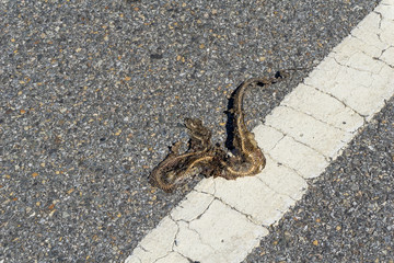 Skeleton of snake hitted by a car and was left decayed and dried on the road.
