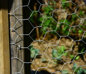 grillage à poule,détail,enclos,poulailler 