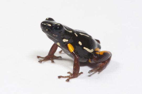 Baumsteigerfrosch (Adelphobates castaneoticus) - Brazil-nut poison frog