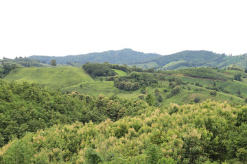 Fototapeta na wymiar Scenery of teak trees and other kinds of trees on the mountainous field.