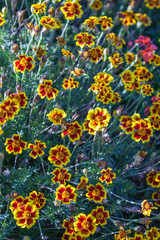 Fototapeta na wymiar Field small multi-colored flowers