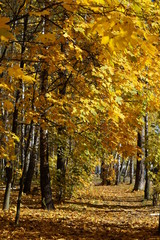 Золотая осень в средней полосе России вид на аллею в парке