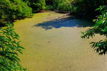 Swamp overgrown with duckweed in green forest