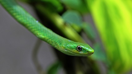 Weibliche Raue Grasnatter (Opheodrys aestivus) im Terrarium 
