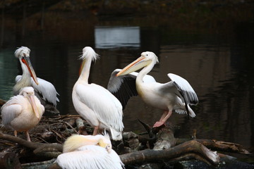 pelicans on the beach