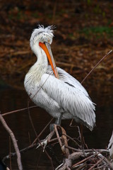 pelican