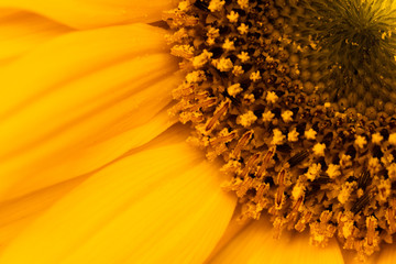 P&eacute;talos y corola de flor naranja -   cal&eacute;ndula