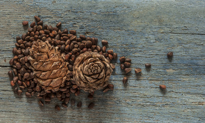 Cedar cones with nuts