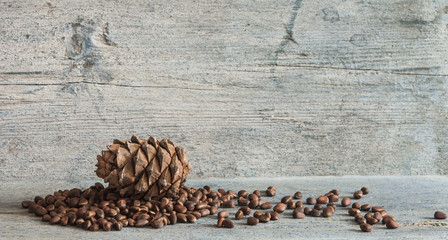 Cedar cones with nuts