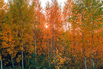 Autumn deciduous forest in sunshine in September